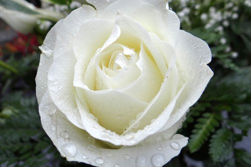 En vit ros i närbild med regndroppar på.