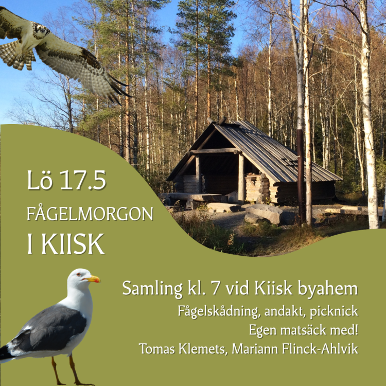 Fågelmorgon i Kiisk Grillkåtan vid Bockabron i Kiisk