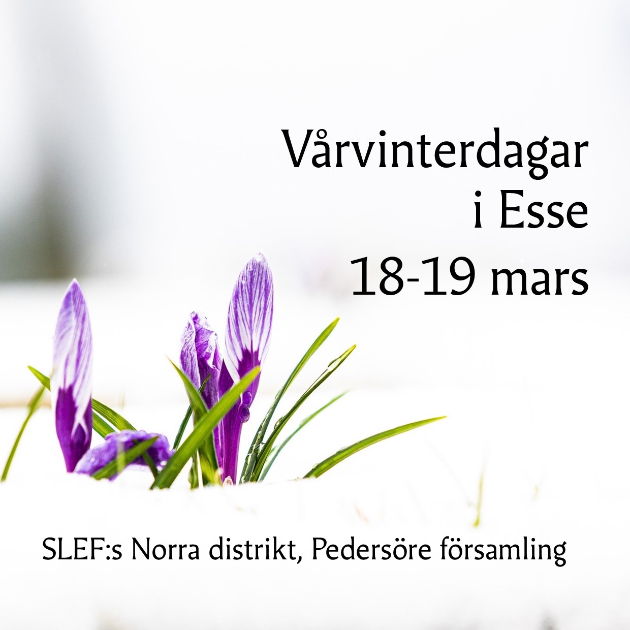 vårvinterdagar i Esse, bild
